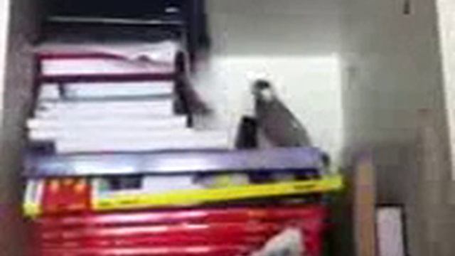 Amadina risovaja poet 1 spaces ruс приколы с животными смотреть онлайн