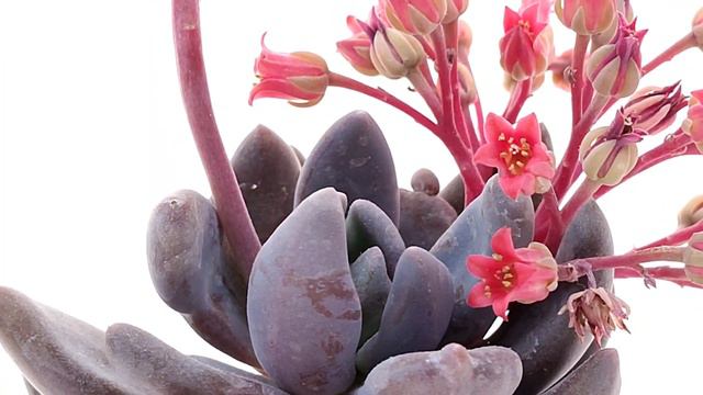 Pachyveria 'Blue Mist' смотреть онлайн