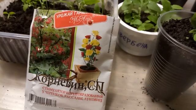 ВАЖНАЯ ПОДКОРМКА ПРИ ПИКИРОВКЕ ВЕРБЕНЫ И ДРУГИХ ЦВЕТОВ! Отличное развитие! смотреть онлайн