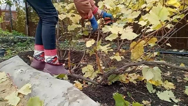 Обрезка винограда осенью?/Как обрезать кусты винограда/Омоложение куста/Подготовка винограда к зиме