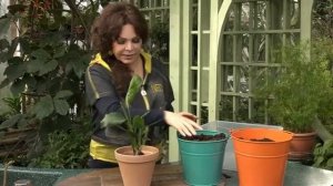 ВЫРАЩИВАЕМ СТРЕЛИЦИЮ