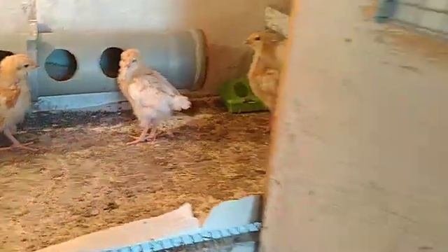закупили зерна, сделали загон для утей.