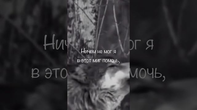 «Удачная в тот день была охота» #стихи #волк #душевныестихи #поэзия #стихиподмузыку #жизнь