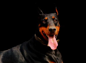 Доберман - красивая собака друг человека|Видео коллаж фото Добермана| Фото Добермана-хорошая собака.