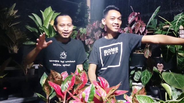 BAGI-BAGI TIPS PERAWATAN TANAMAN HIAS DARI WINDY NURSERY | BERSENYAWA #16 смотреть онлайн