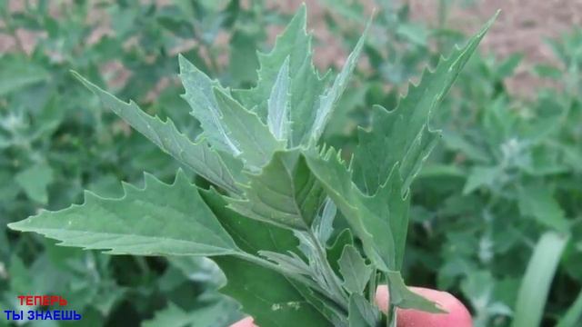 98% людей на знают об этом! Находка от целого ряда недугов! Пей и оживай день за днем! смотреть онлайн