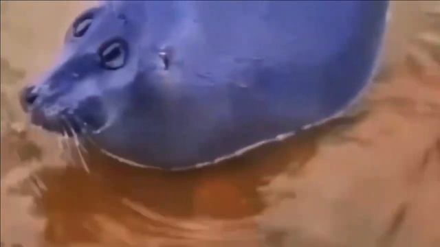 ГРУСТНАЯ НЕРПА(ОРИГИНАЛ МЕМА) смотреть онлайн