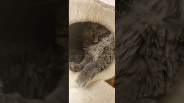 Басик рычит смотреть онлайн