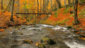 Река. Осень. Шум воды. Лесная река. Природа. Релакс 3 часа