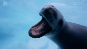 Wild Moves:What Connects a Leopard Seal and a USB Drive?