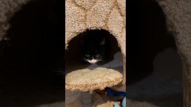 Нашёл котёнка и приютил) смотреть онлайн