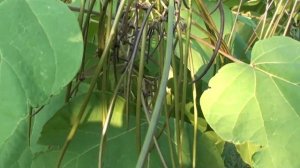 Медоносное дерево способное зацветать на первый год жизни.