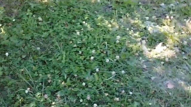 Не реклама! Зову Чипа чистить зубы! #собаки #,#собачьяжизнь #