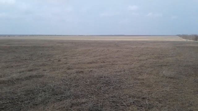 No-Till. 10.03.2019. Flax Dust storm. Лен Пылевая буря