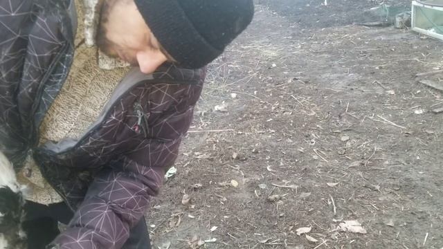 СУПЕР БЫСТРЫЙ СПОСОБ ОЩИПАТЬ УТКУ, ВЫ ТОЧНО ТАК НЕ ДЕЛАЛИ // смотреть онлайн