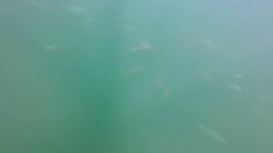 Подводная охота на Желтохвостую лакедру