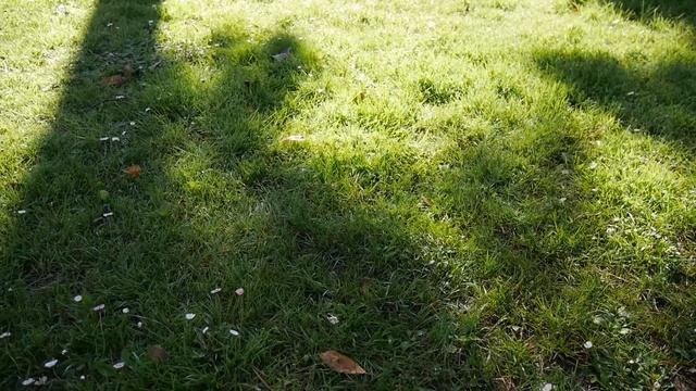 Vídeo Panasonic GX7 смотреть онлайн