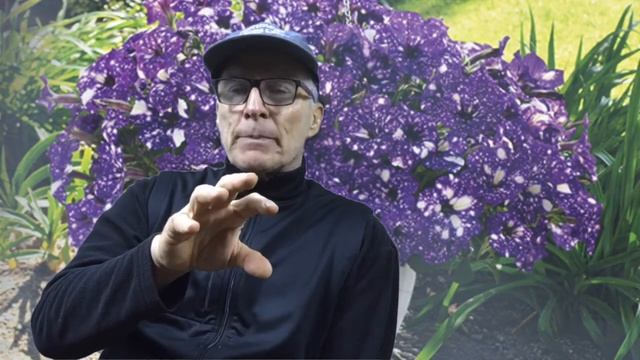 #22 - Night Sky Petunia Hanging Basket смотреть онлайн