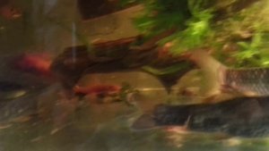 Garra rufa. как содержать Гараруфа, рыбки для пилинга, Лечебные рыбки, Aquarium fish, Zierfische