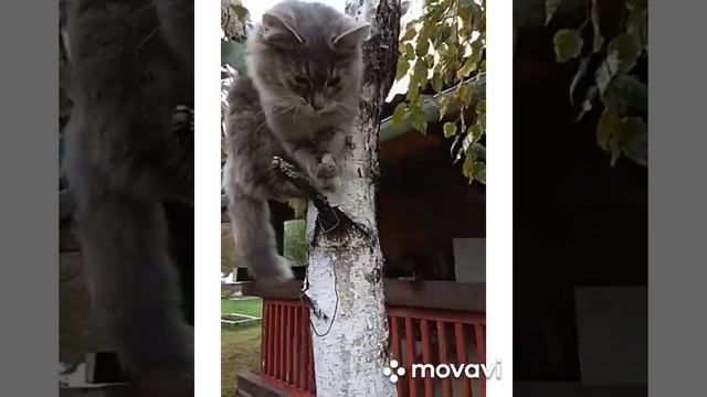 котёнок по имени Паша смотреть онлайн