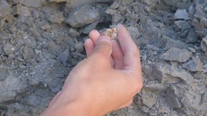 Где скрываются ВОЛЖСКИЕ АКУЛЫ? | Столько АКУЛЬИХ ЗУБОВ я не находил никогда! | Поиск окаменелостей