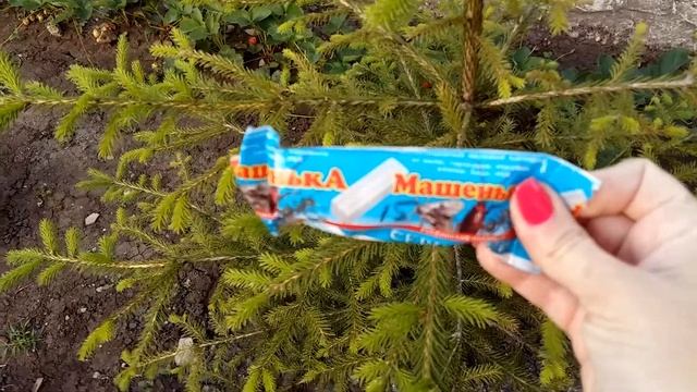 ТЛЯ и МУРАВЬИ на ели / Мой опыт смотреть онлайн