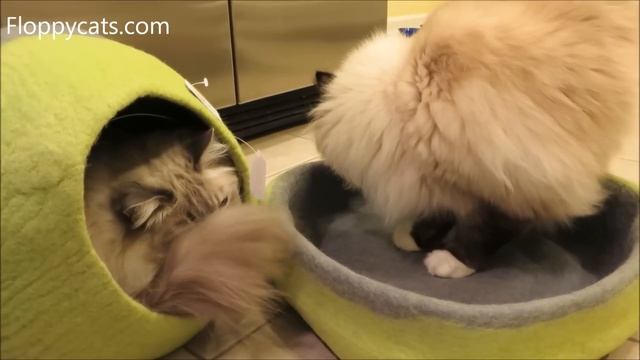 Designer Cat Beds: Lollycadoodle Wool Cat Beds from The Cat Connection - ねこ - ラグドール - Floppycats смотреть онлайн