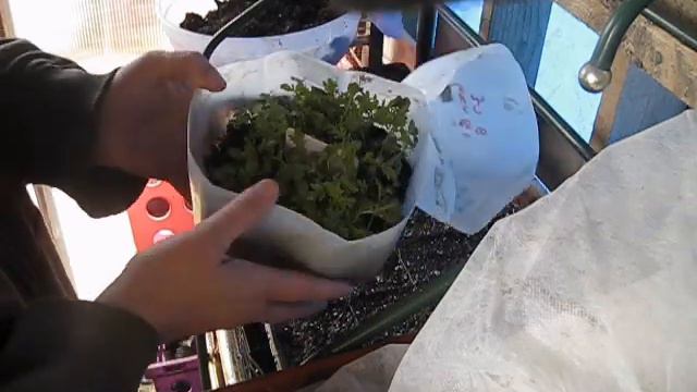 How to Transplant Winter Sown Seedlings - Up-potting them for sale or to give away смотреть онлайн