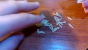 Силиконовые приманки личинки опарыши