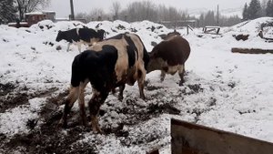 Бой быков вынос ворот