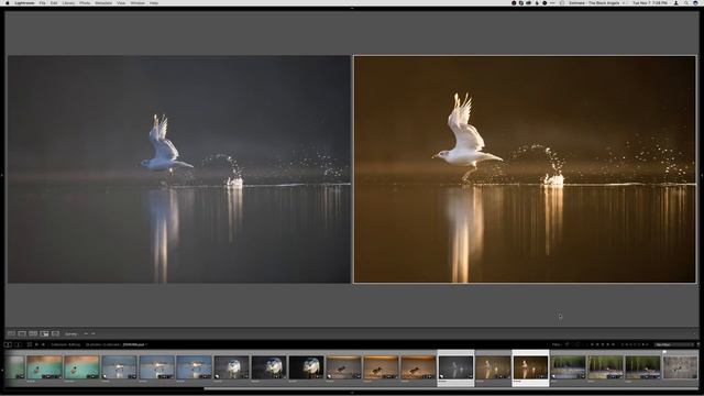 Facebook Live - Photo Editing for Wildlife 11/7/17 смотреть онлайн
