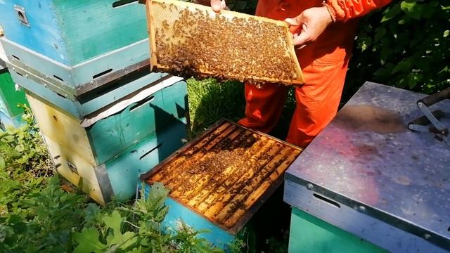 Противороевой метод и замена гнездовых рамок смотреть онлайн