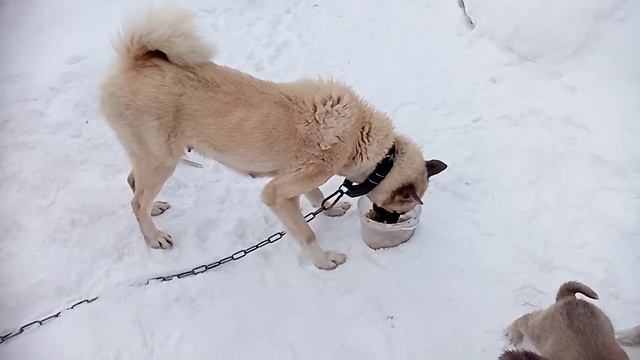 первый помет западно сибирской лайки