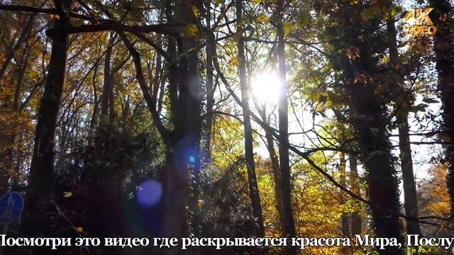 Живой мир / The Natural World /.#Осенний #блюз #осени #музы #саксофона #Красивый #позитив #друзьям