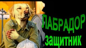 Дрессируем лабрадора на ОХРАНУ и ЗАЩИТУ. Проблемы