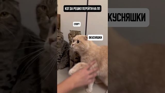 А ЧТО МЕШАЕТ ТЕБЕ ПРИДЕРЖИВАТЬСЯ ПП?) #music #cover #cat #кот #мем #shorts #юмор #котики #мемы