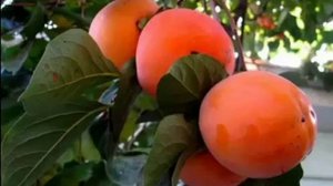 Хурма- польза или вред? Как правильно есть хурму?