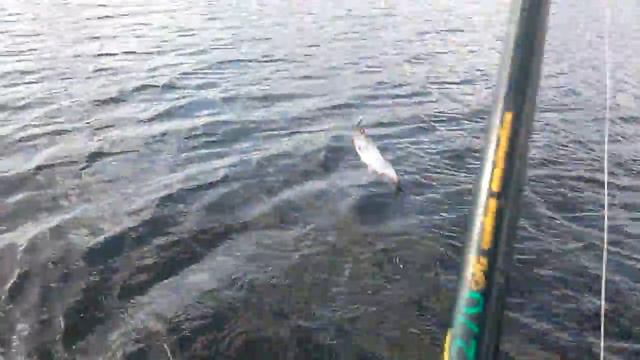 Селедка на ВВ смотреть онлайн