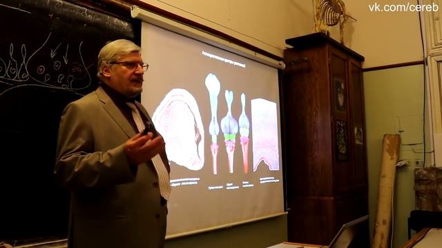 Сергей Вячеславович Савельев, нервные клетки не восстанавливаются