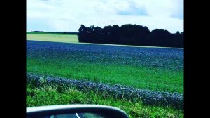 Медоносы России! Фацелия.