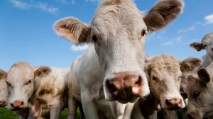 Мычание коровы. Корова. Коровы мычат.