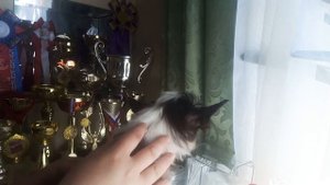 Как снять подклейку (пластырь) с ушей Китайской Хохлатой собаки