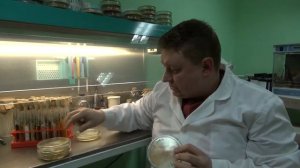 МИКОРАД МАЛЬСАНО || Взаимодействие сенной палочки и триходермы