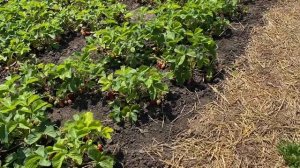 Созрели все сорта КЛУБНИКИ и Земляника//Клубника Розана, Русановка, Пегас, Вебенил, Земляника