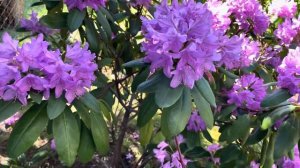 Stefan Franczak i białe hosty🌸🌸🌸i jaśminowiec🌸