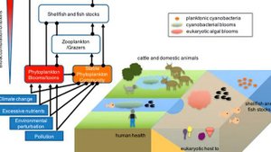 Цианобактерии