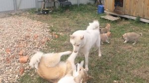 Выпускаю щенков и лаек