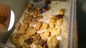 Содержание перепелят в брудере с 1 по 30 день. Про корм и добавки с 9:20 мин. Маньчжурские перепела