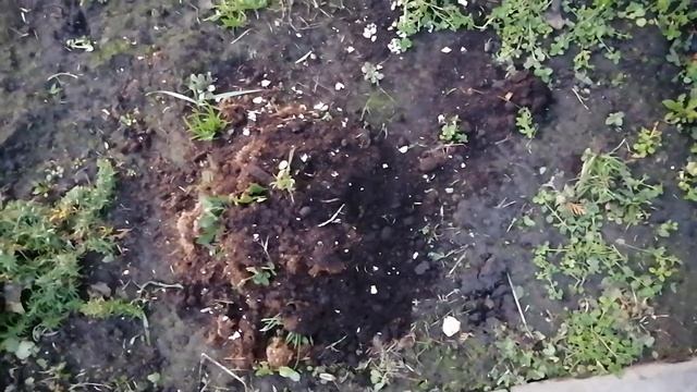 Укрытие роз на зиму. Конструкция из дуг и защитные меры от болезней и вредителей. Окучивание роз. смотреть онлайн