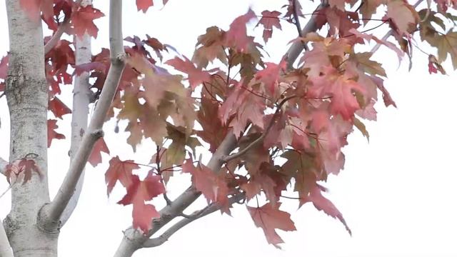Клён красный I Acer rubrum смотреть онлайн